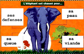 mon animal préféré
